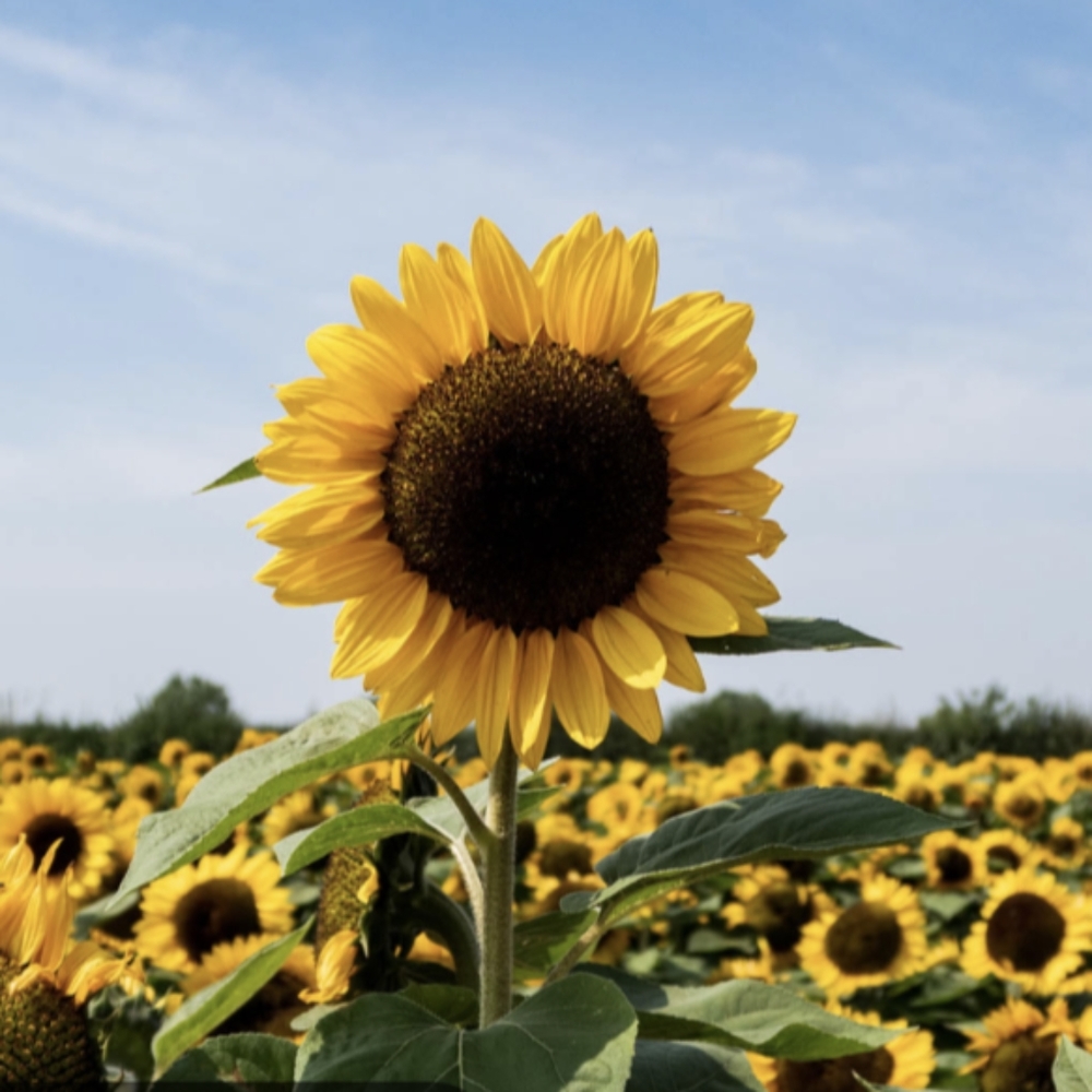 LIVE SHOW LISTING 🌻🌻🌻🌻 - Picture 7 of 16